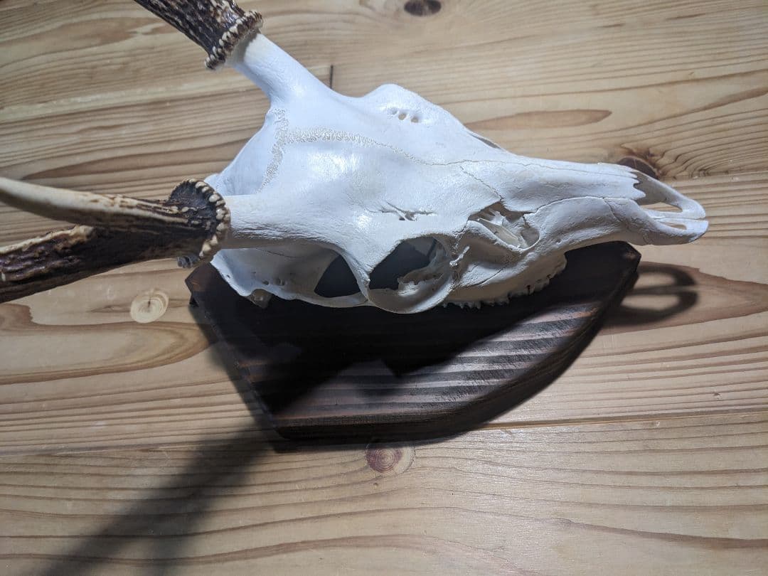 鹿角　壁掛け　ハンティングトロフィー　名勝耶馬渓産　鹿の角　有害鳥獣