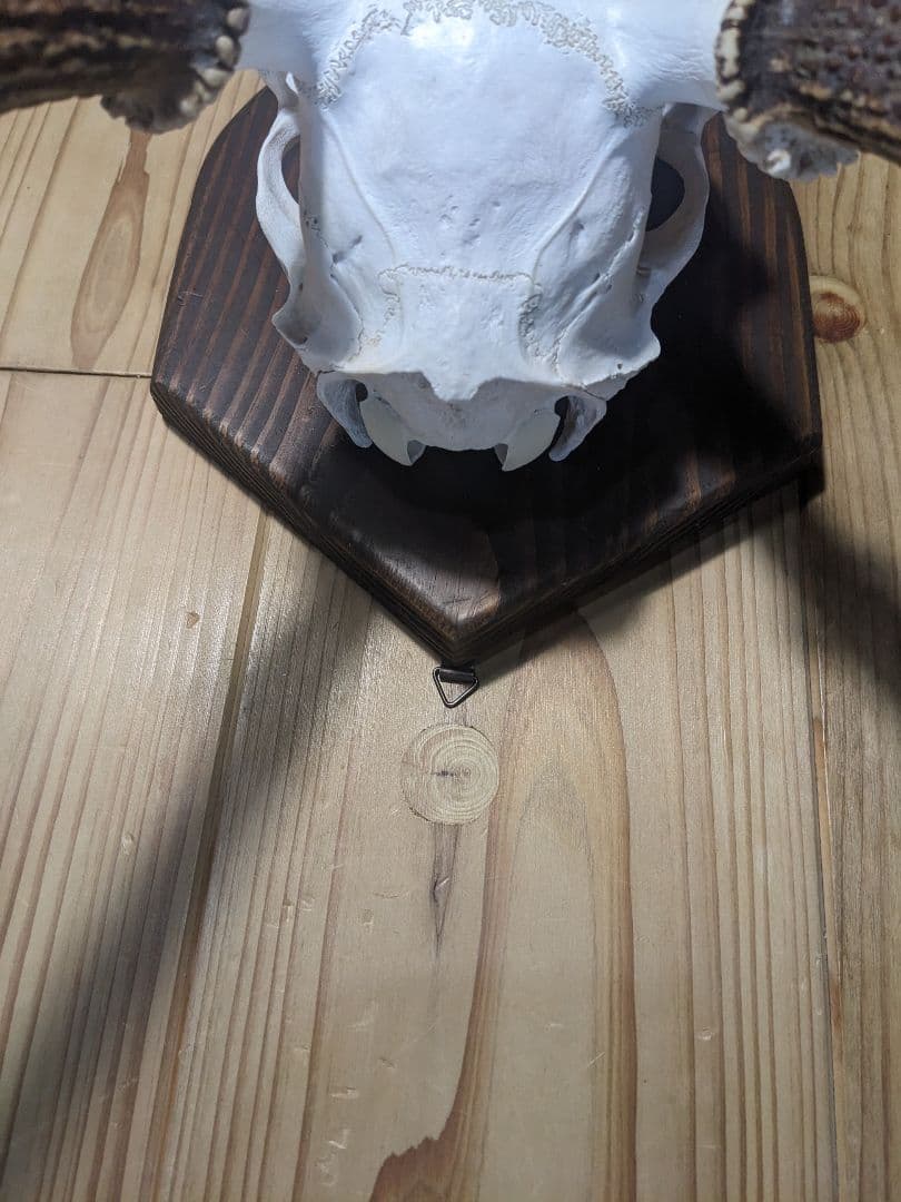 鹿角　壁掛け　ハンティングトロフィー　名勝耶馬渓産　鹿の角　有害鳥獣