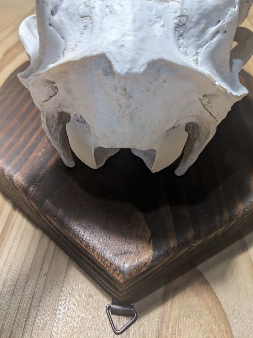 鹿角　壁掛け　ハンティングトロフィー　名勝耶馬渓産　鹿の角　有害鳥獣