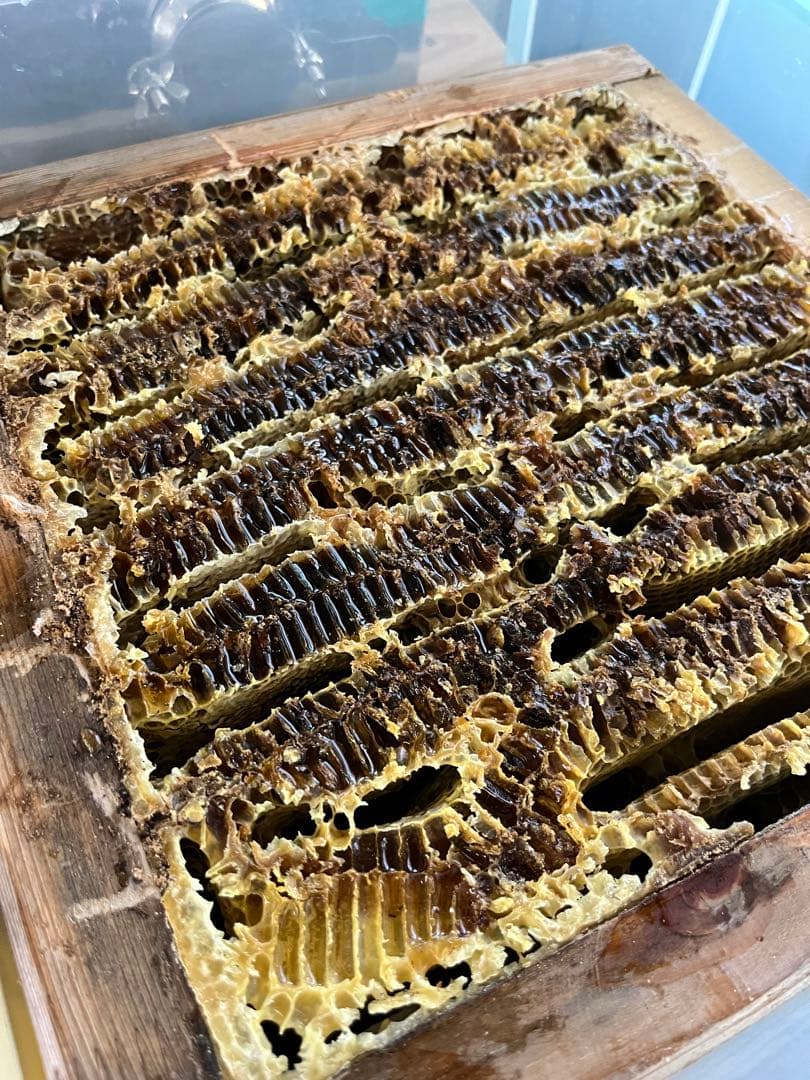 【徳島県産】日本蜜蜂のはちみつ味くらべSET （600g×2本）