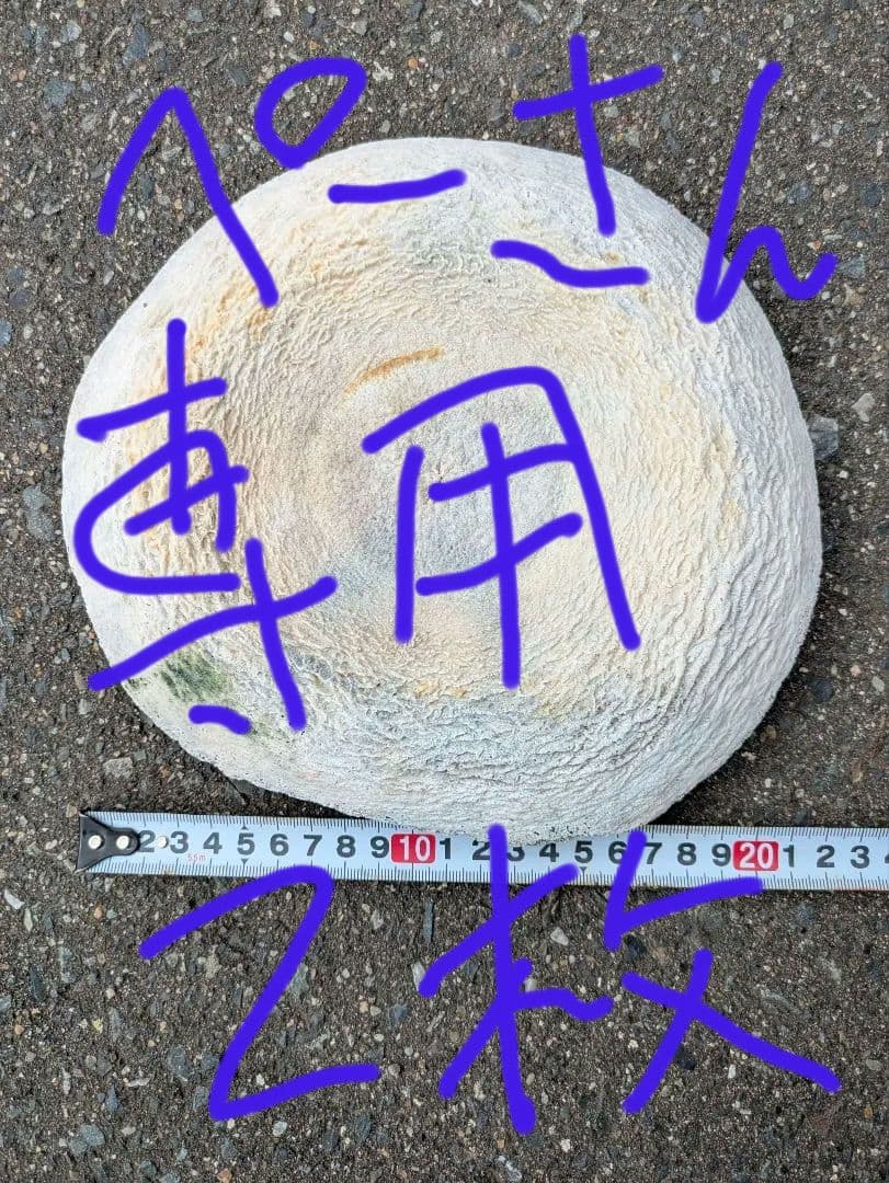 クジラの骨？　海で拾った骨