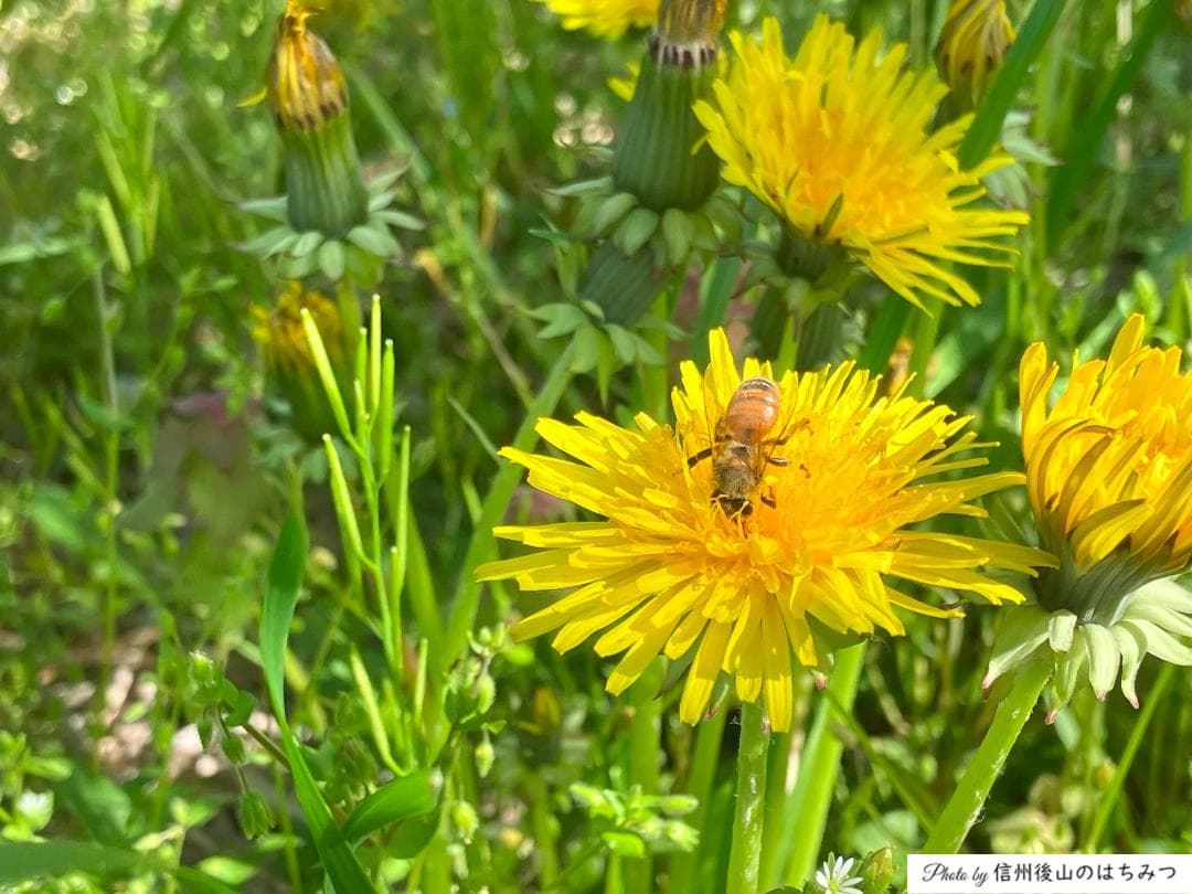 百花蜜 1000g 2本 長野県産 国産蜂蜜 生はちみつ セイヨウミツバチ a