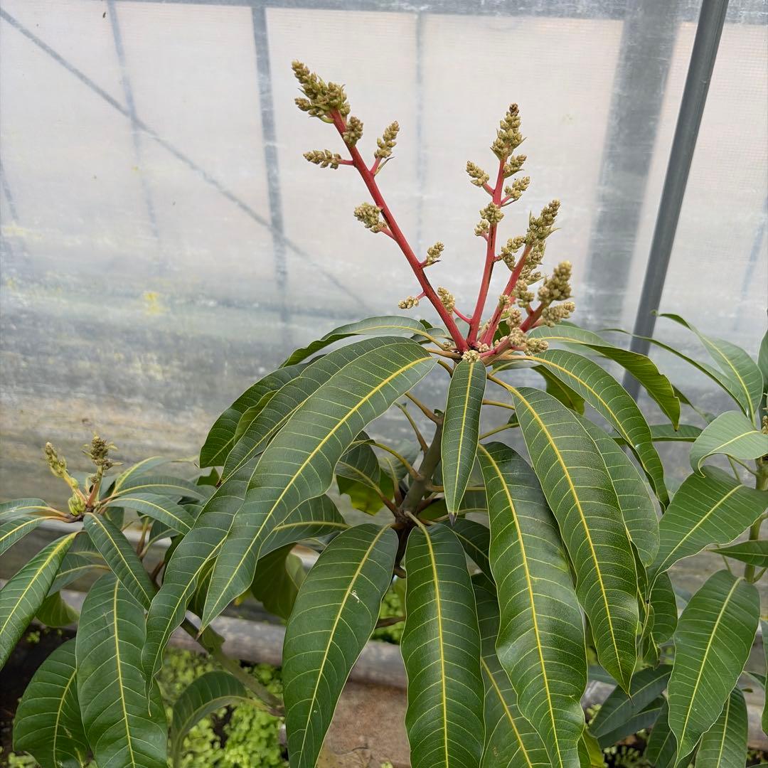 マンゴー苗　6号特大　品種　ジル　紅龍　セット