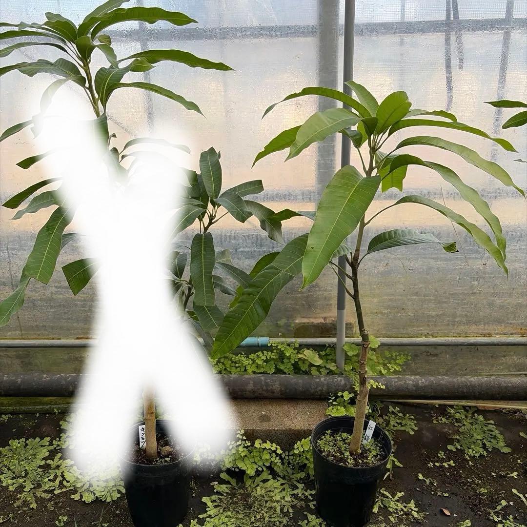 マンゴー苗　6号特大　品種　ジル　紅龍　セット