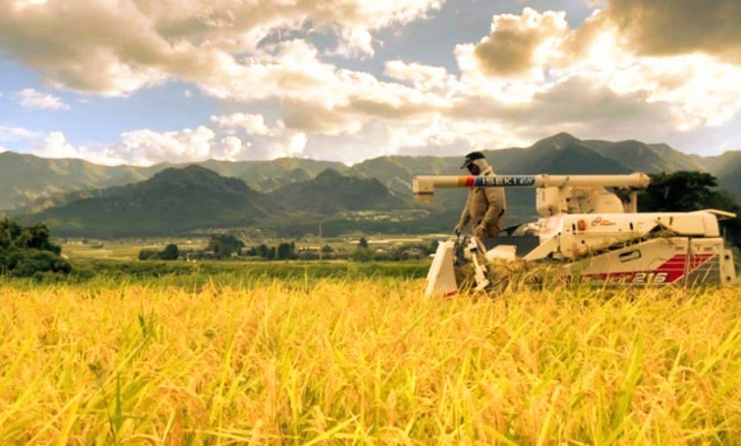 2 令和7年 自然栽培米 亀の尾10kg精米