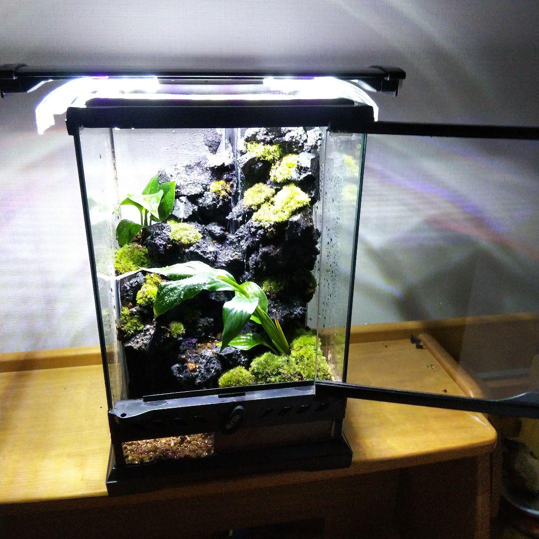 【受注生産】滝の流れるアクアテラリウム　テラリウム　苔　イモリウム