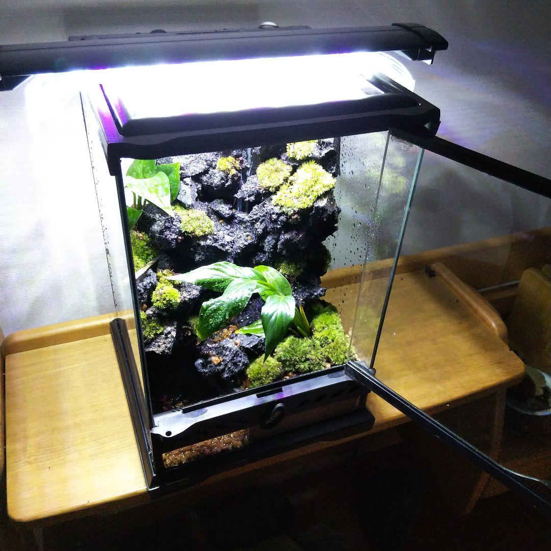 【受注生産】滝の流れるアクアテラリウム　テラリウム　苔　イモリウム