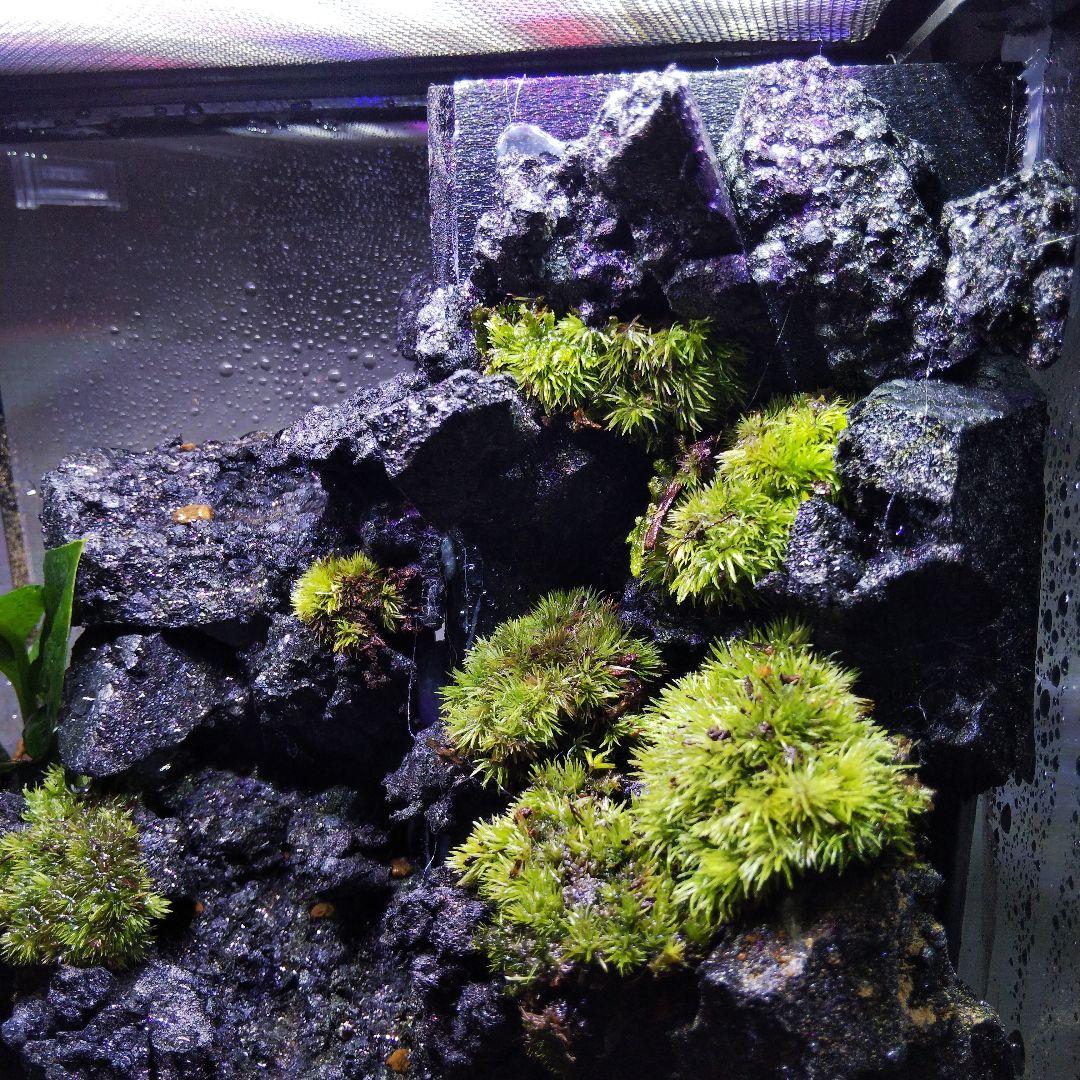 【受注生産】滝の流れるアクアテラリウム　テラリウム　苔　イモリウム