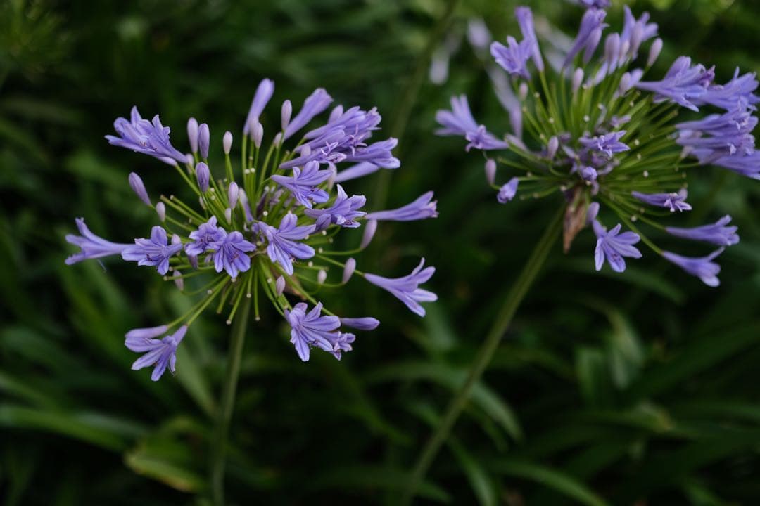 【極上品】XF33mm F1.4 R LM WR 豪華おまけ付き