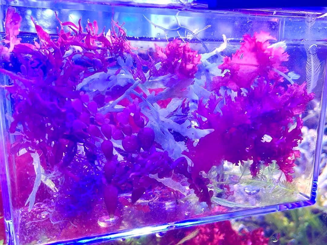 【匿名・宅急便配送】　海藻　紅藻 緑藻　気まぐれ出品！