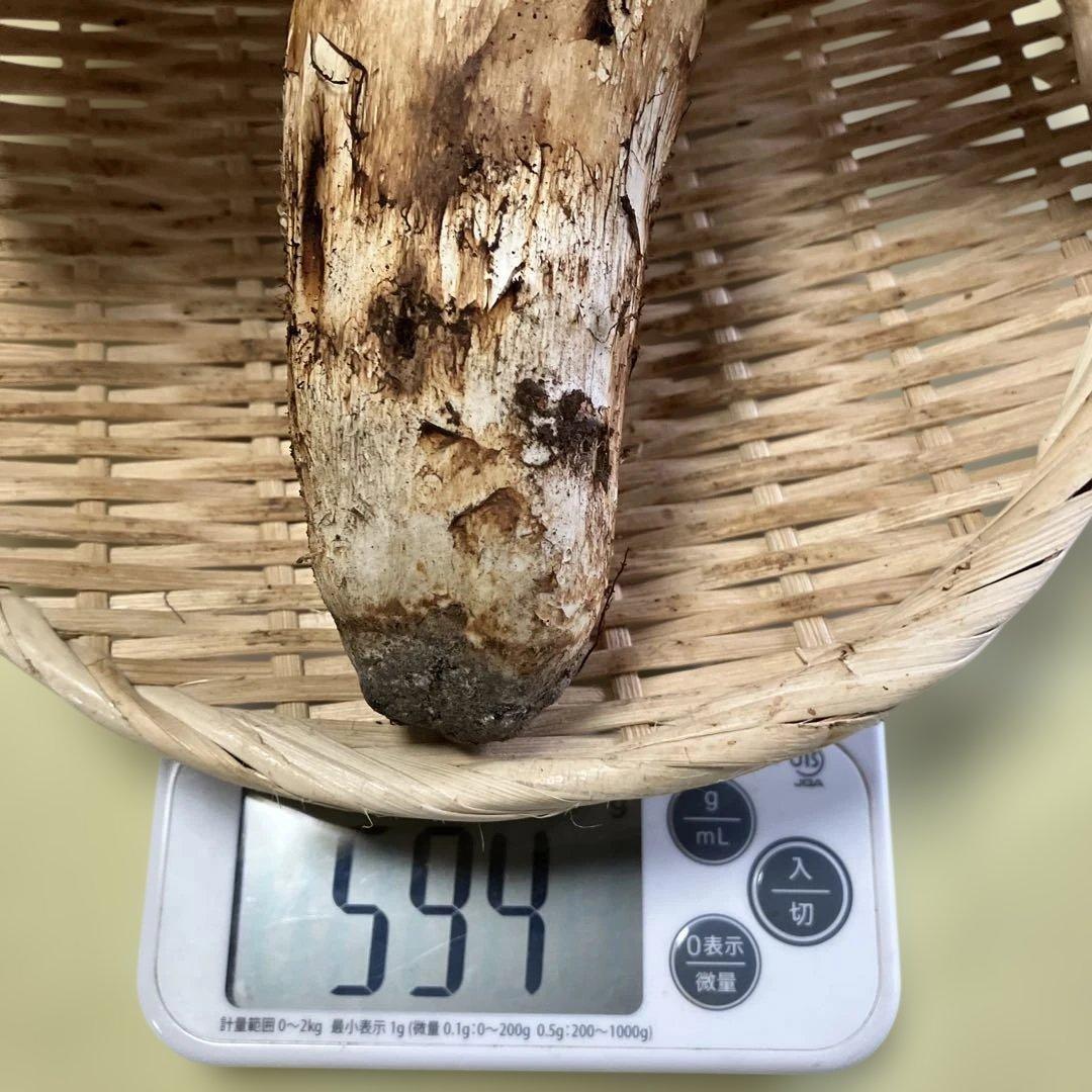 岩手県産松茸　特大開き ５９４g