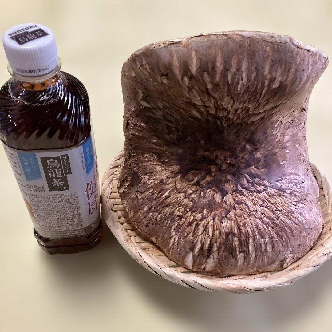 岩手県産松茸　特大開き ５９４g