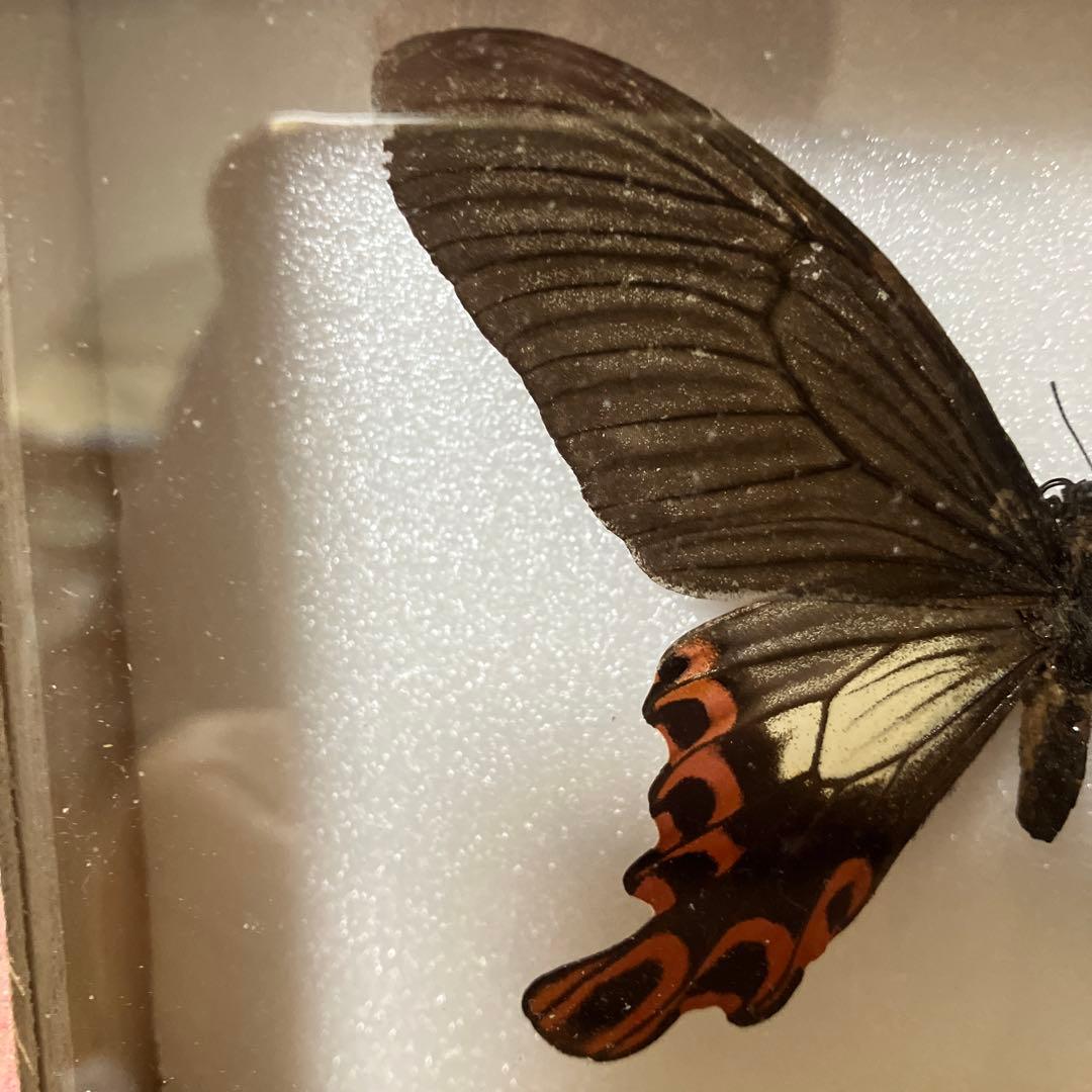 台湾フトオアゲハ