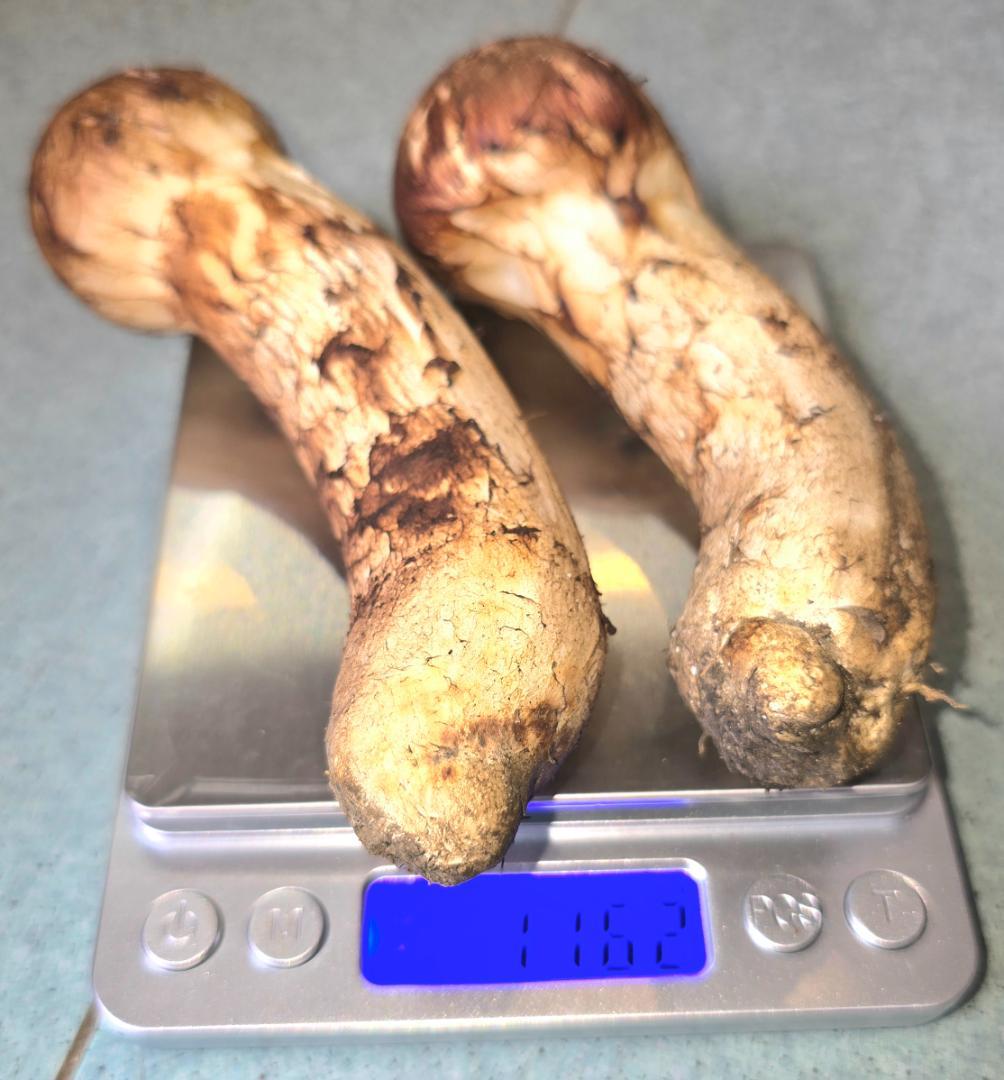 松茸 岩手県産 380g＋おまけ29g　10月18日獲れ