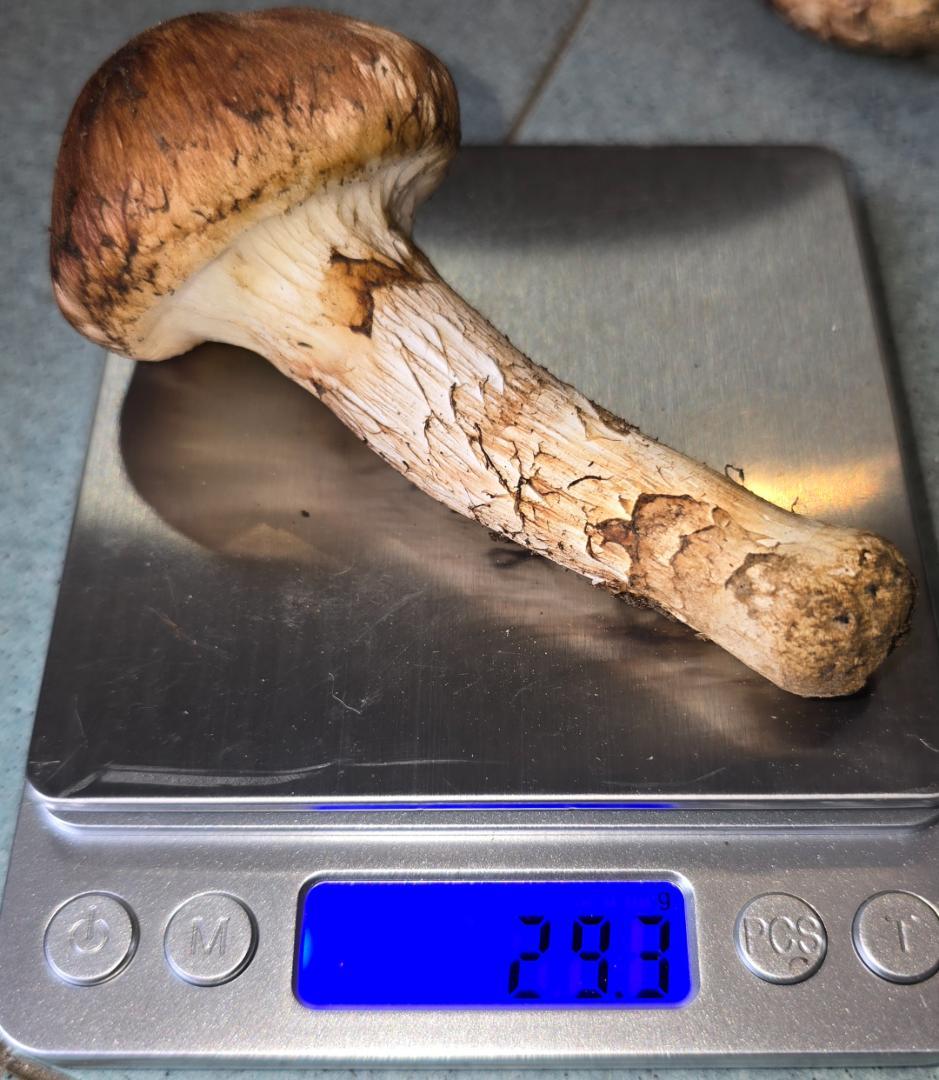 松茸 岩手県産 380g＋おまけ29g　10月18日獲れ