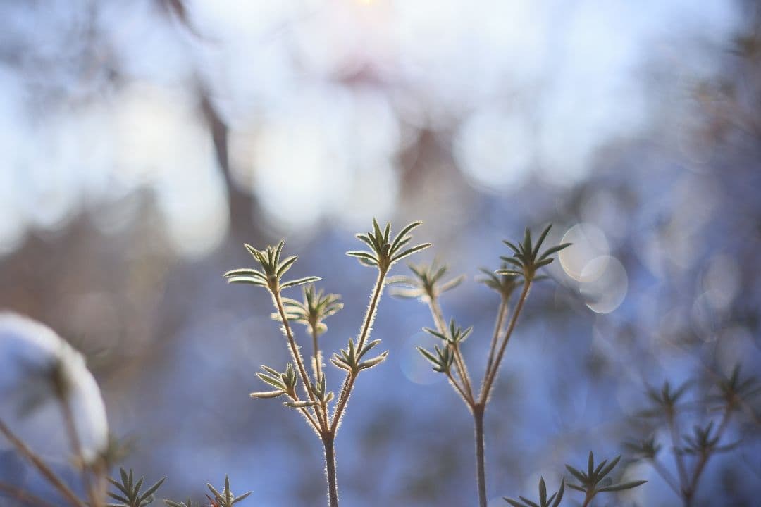 Super-Takumar 55mm F1.8 前期型 S/N：1053586