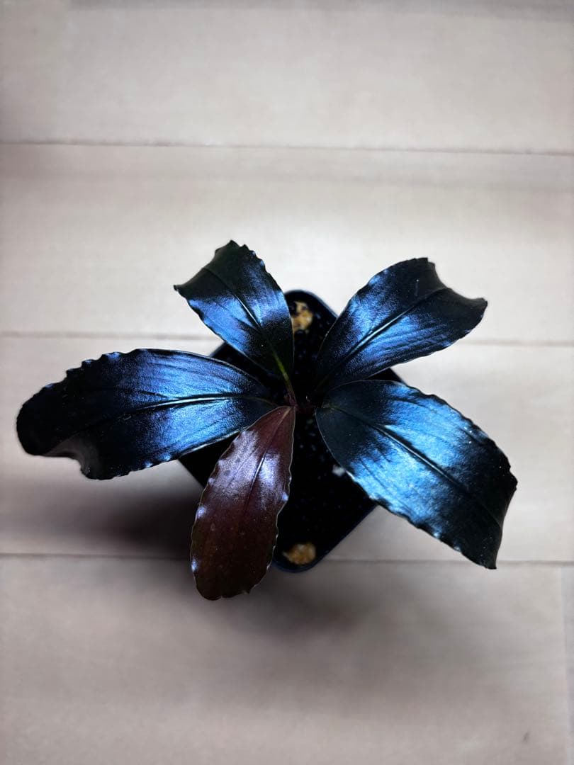 ブセファランドラ spエレガントパープル