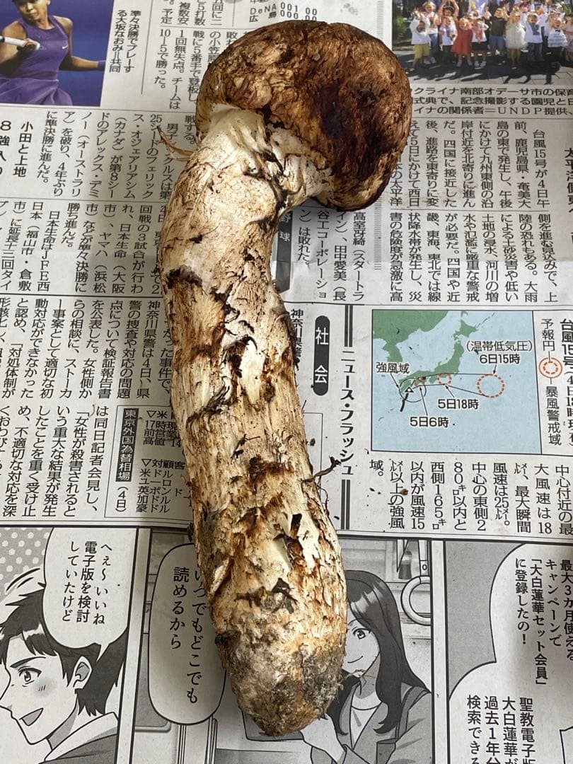 送料無料　岩手県産松茸　384g