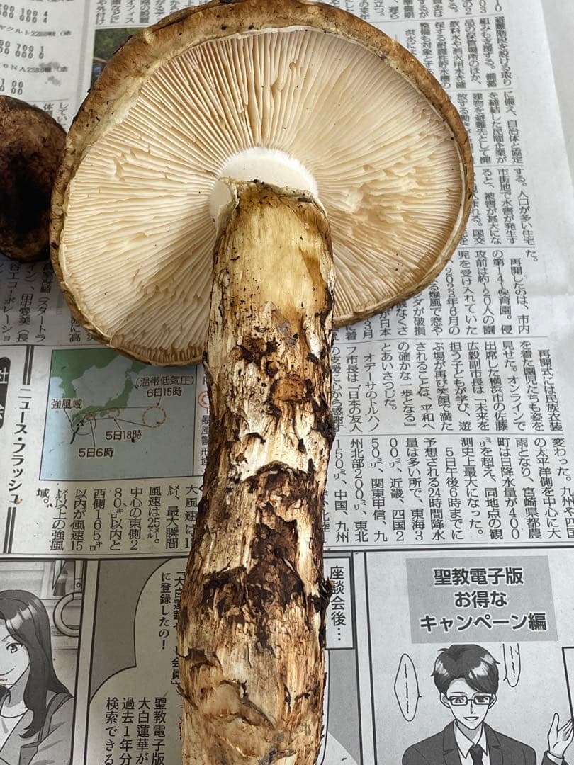 送料無料　岩手県産松茸　384g