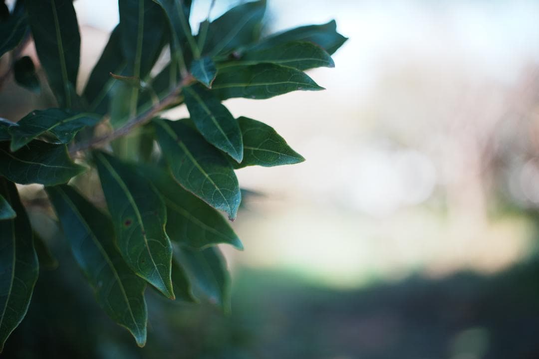 【この値段でライカ級】富岡光学製 XR RIKENON 50mm F2 269