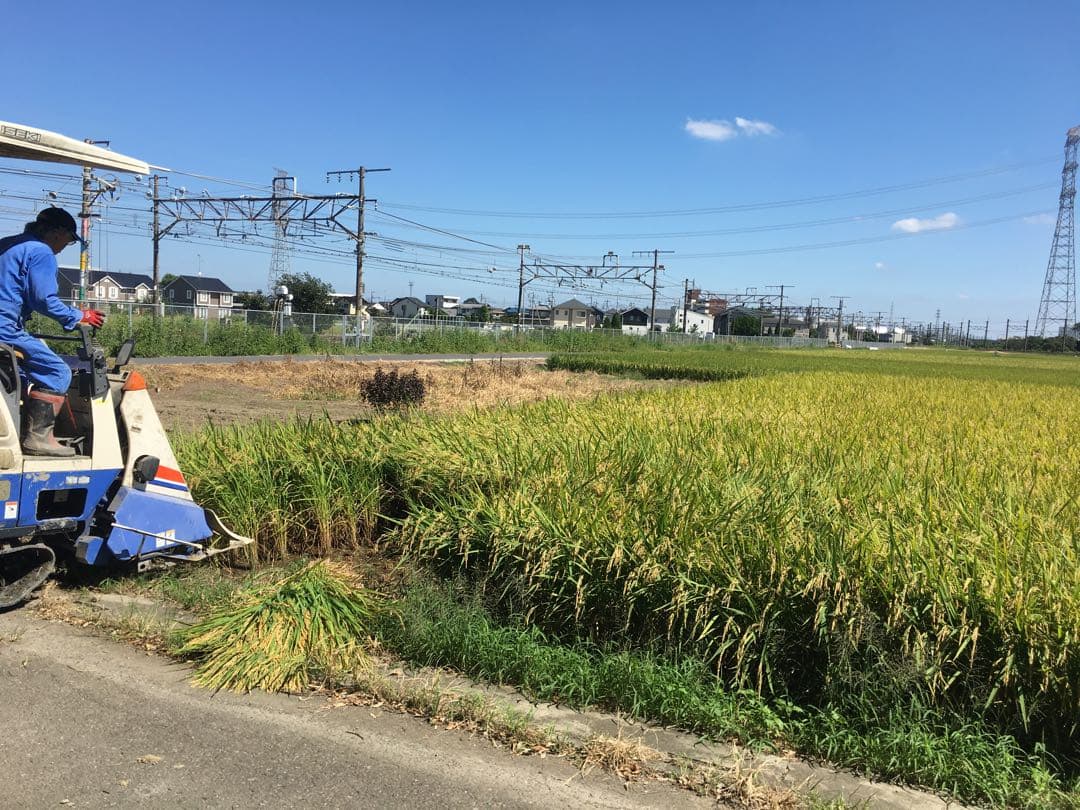 令和7年産　玄米10キロ 彩のきずな　一等米　埼玉県熊谷産　専業農家　白米も可能