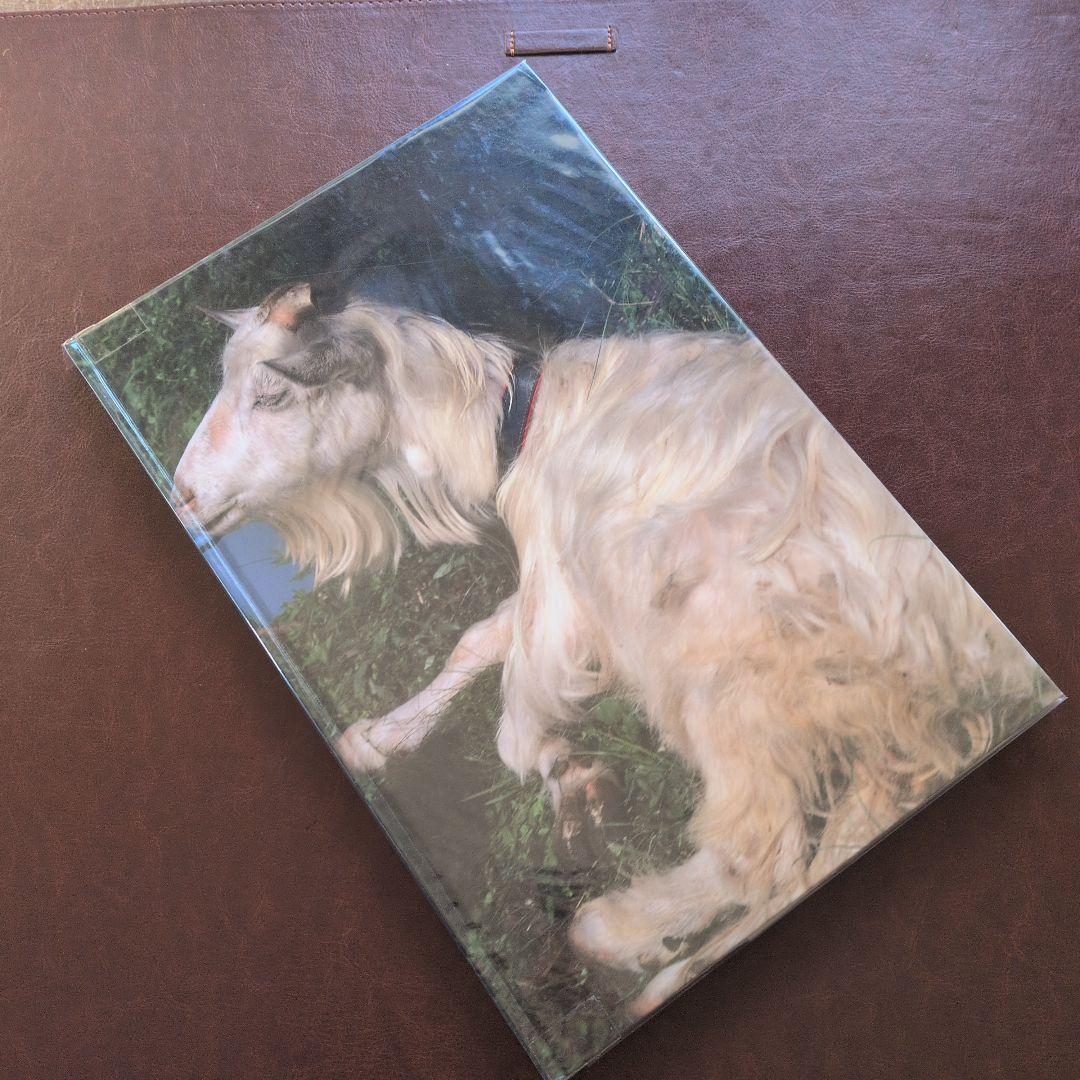 中平卓馬　Documentary