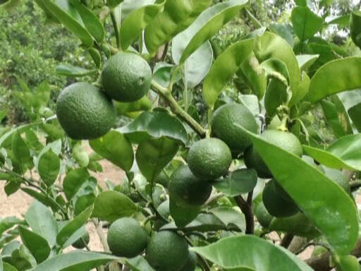 みぃ29さまご予約専用 大分県名産 フレッシュかぼす メガ盛 20kg 種なし