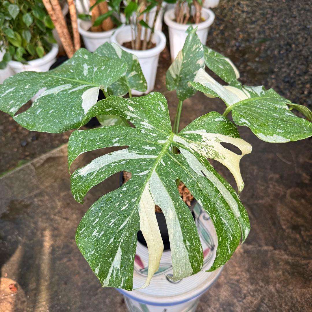 【特大極上苗】モンステラ タイコンステレーション クリームブリュレ 6号 鉢付き