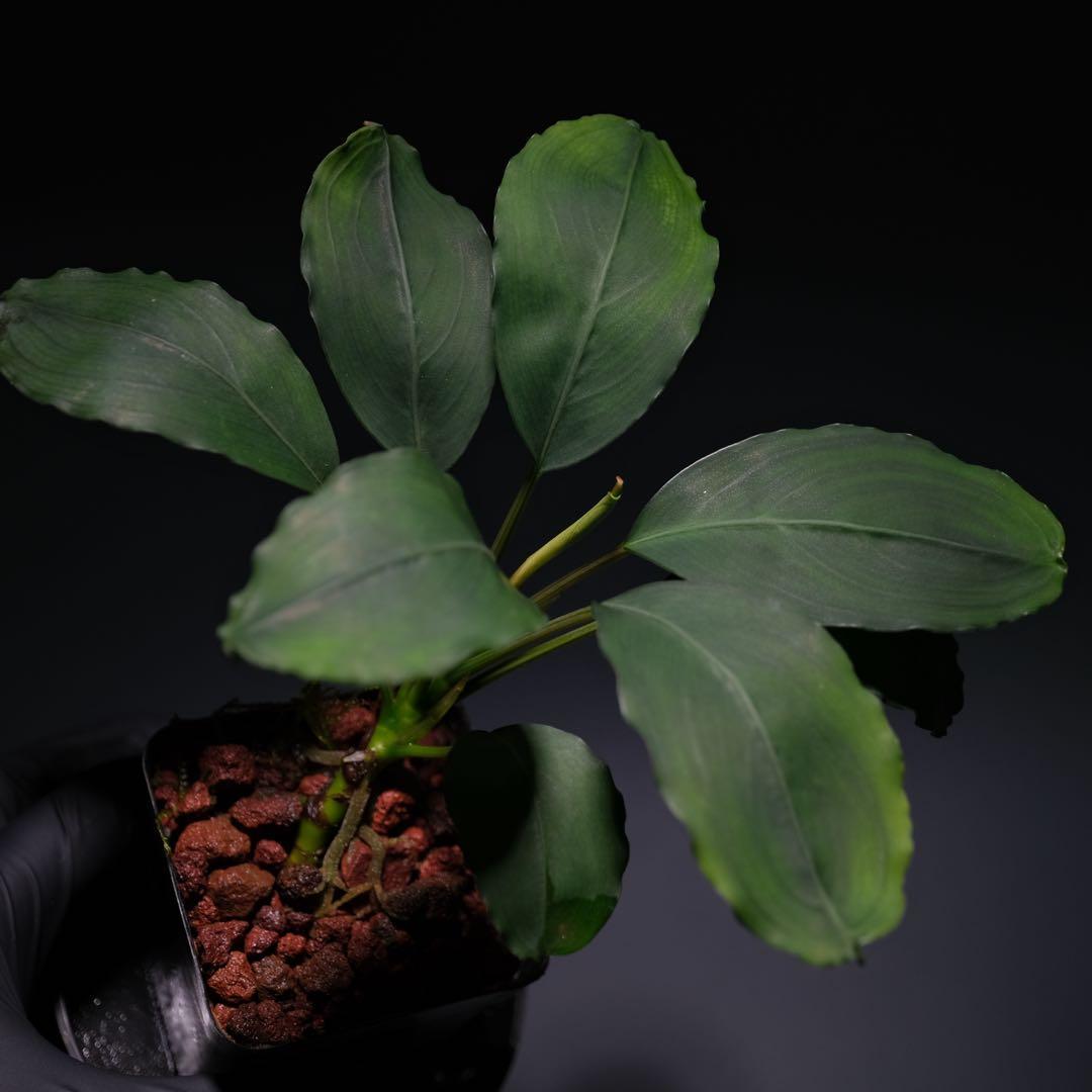 水草 BUCEPHALANDRA sp. Kedukul