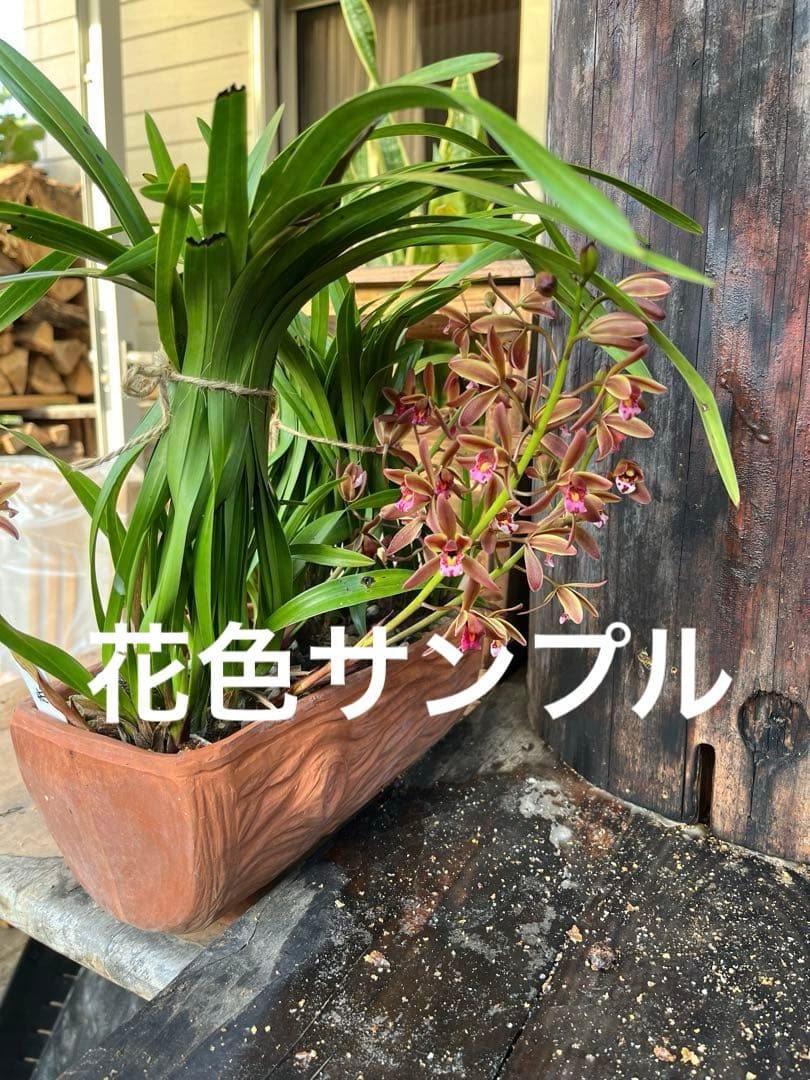 ⭐️キンリョウヘン　大株　 新芽あり。（花芽か不明、花色→赤または黄）