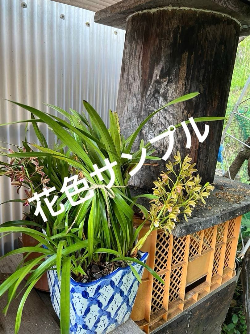 ⭐️キンリョウヘン　大株　 新芽あり。（花芽か不明、花色→赤または黄）