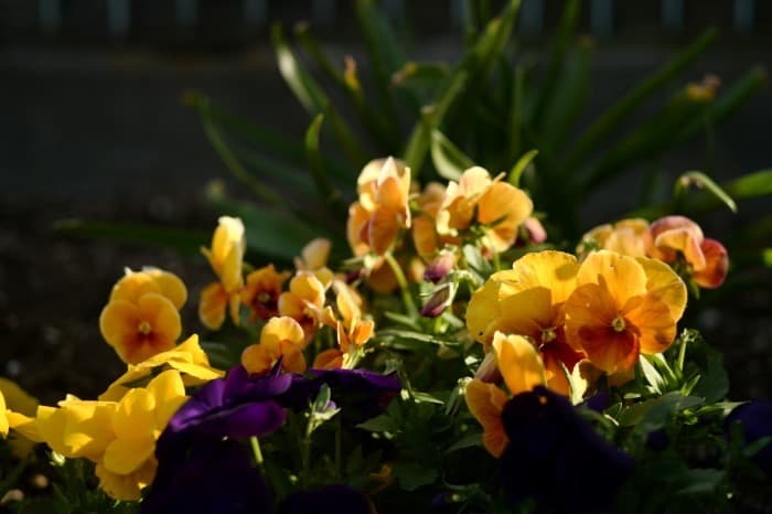 FUJIFILM FUJINON・T 100mm F2.8 (M42)