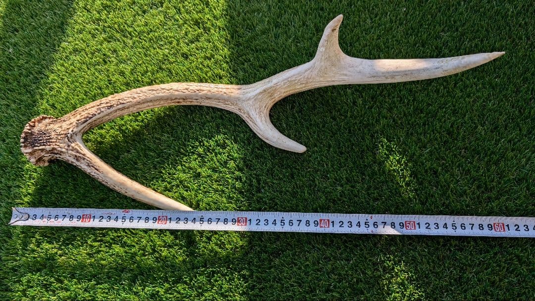 立派な鹿の角 2対　4本セット です！