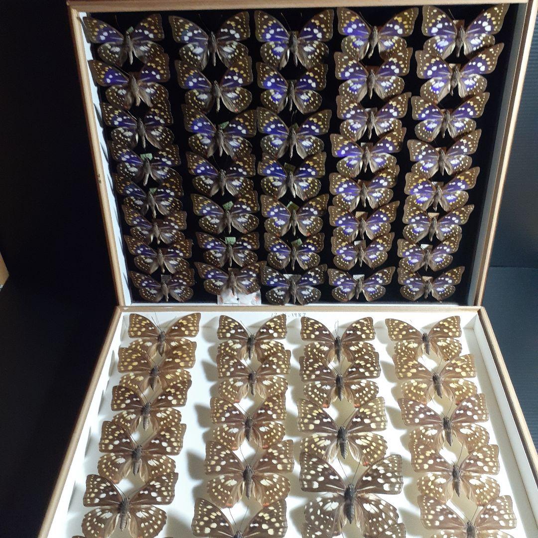 蝶標本　オオムラサキ　♂️♀60頭。大型ドイツ標本箱二箱入りセット