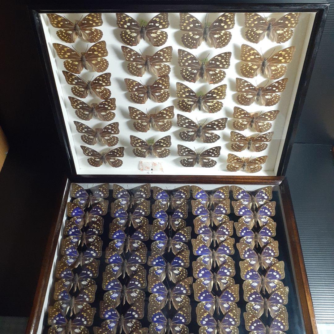 蝶標本　オオムラサキ　♂️♀60頭。大型ドイツ標本箱二箱入りセット