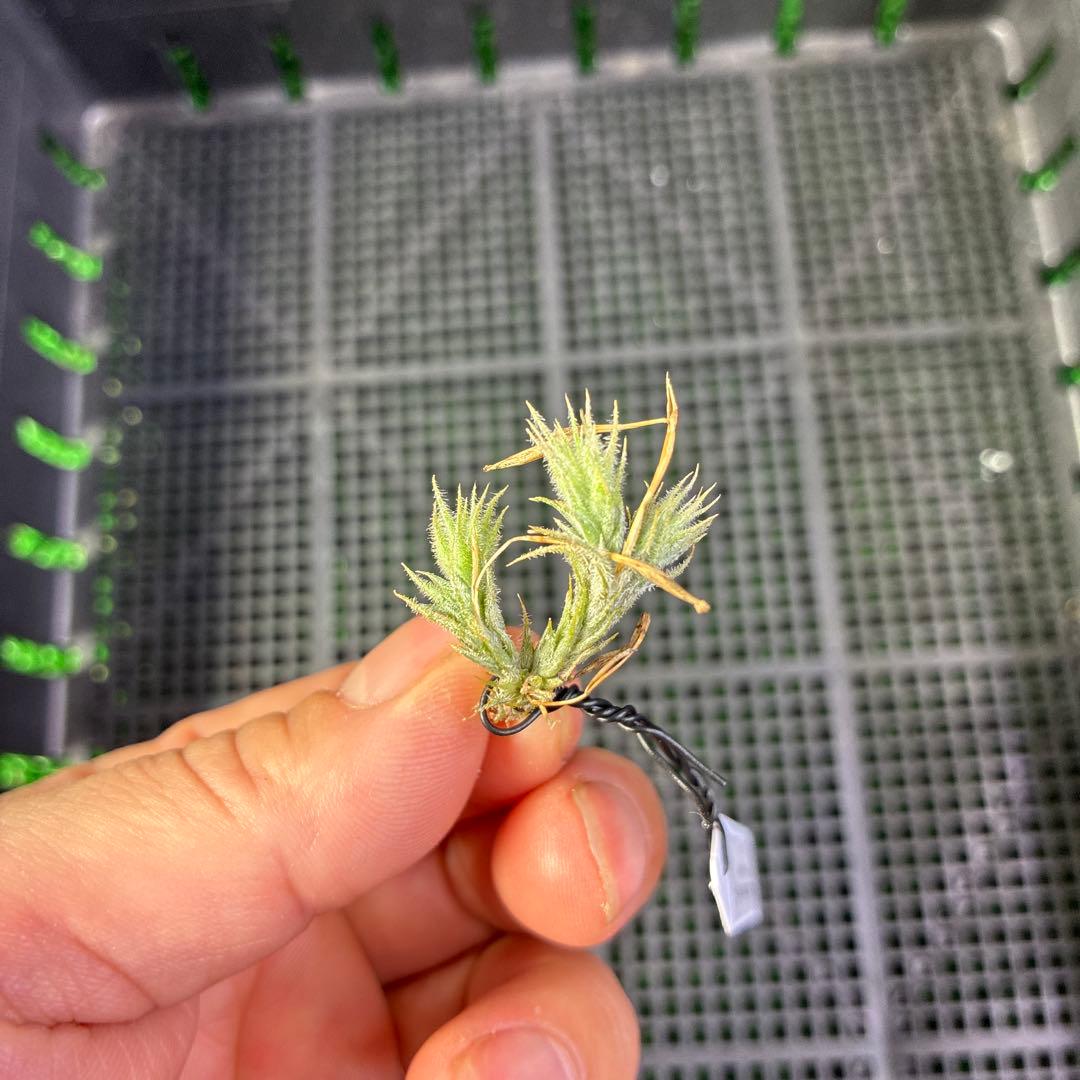 Tillandsia tricholepis.f.Ⅱ 、HR9120d