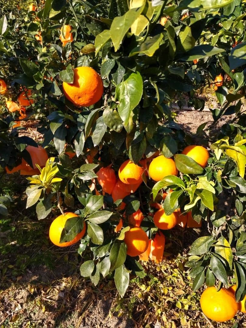 年末SALE！お得なセット2L、Ｌサイズ混合2箱計10キロ贈答に　あいか28号