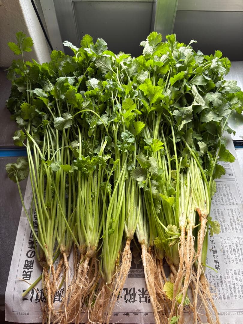 <クール便>パクチー 3kg 香菜/コリアンダー