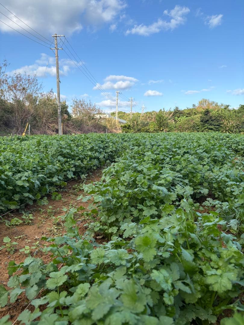 <クール便>パクチー 3kg 香菜/コリアンダー