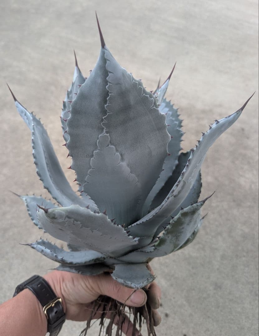 シュリベイマタペンシス 実生選抜株　極白肌・美株