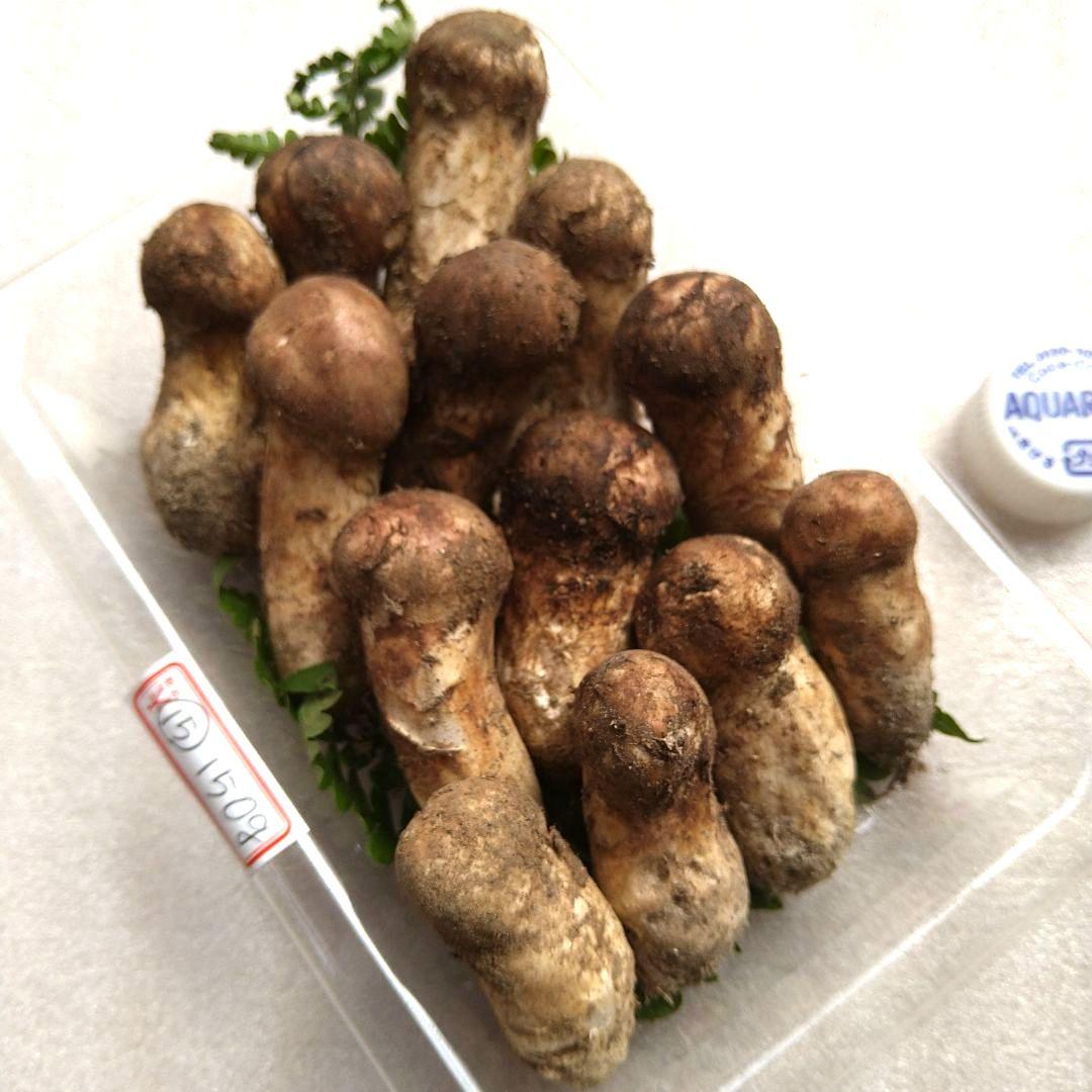 南信州産松茸約150g（パック込み）