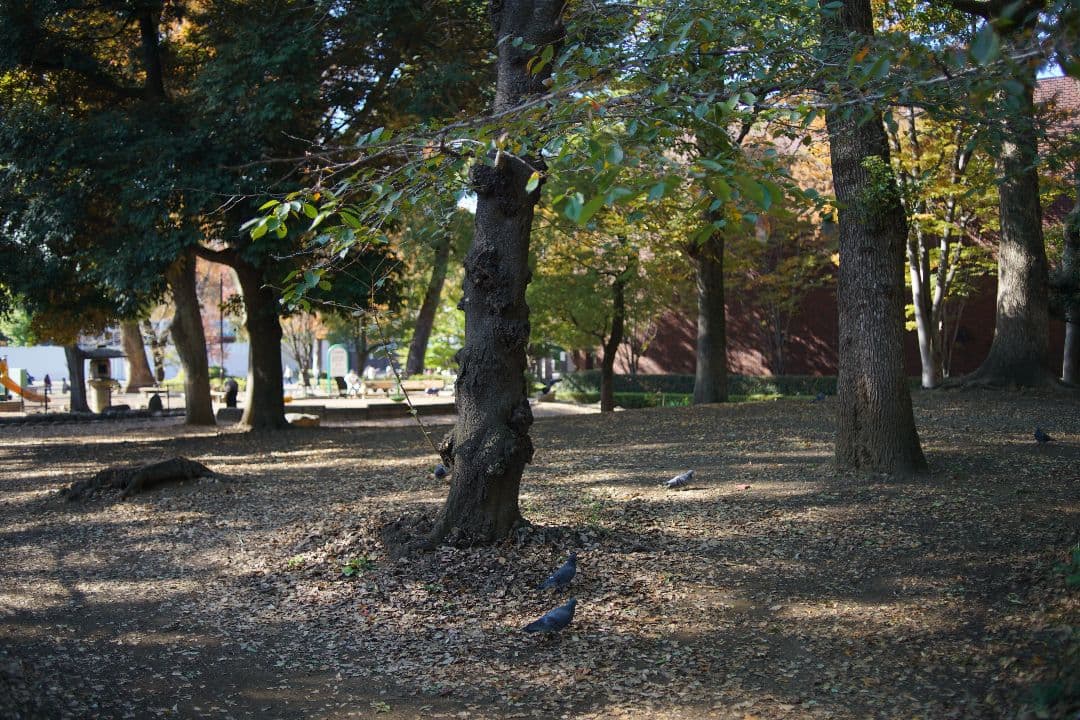 レンズ(単焦点) Nikon ai af nikkor 35mm f2D