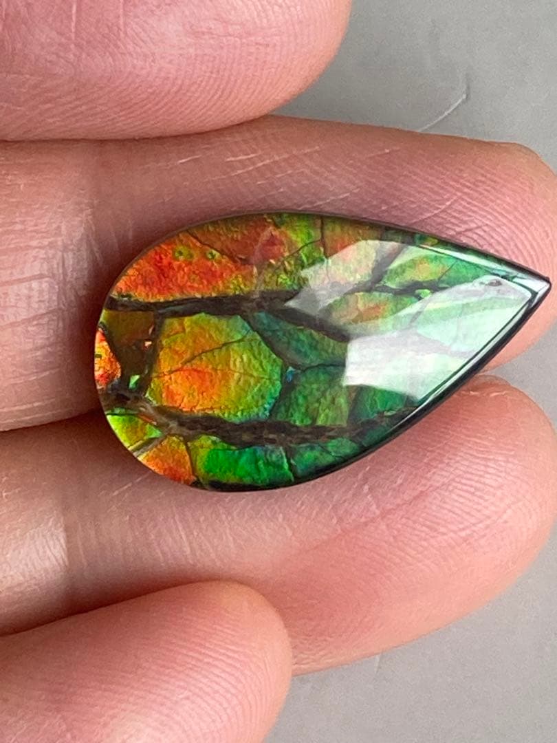 アンモライトルース　化石　原石　幅2.2cm 美品