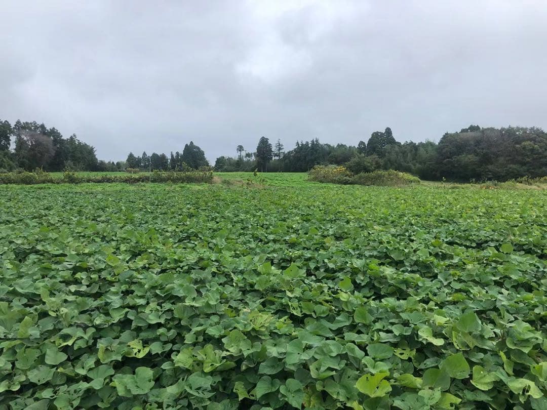 べにはるか 20KG m lサイズ A等級 千葉県産　さつまいも