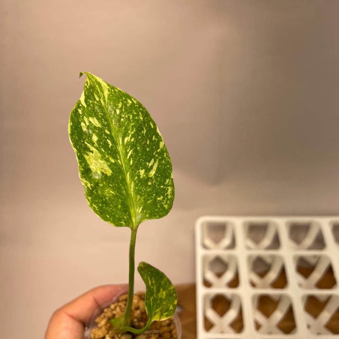 S*u様 ms24モンステラ・エレクトロライト 斑入り 希少種　Electro