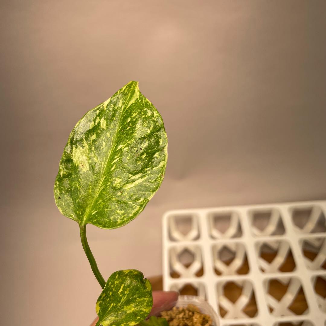 S*u様 ms24モンステラ・エレクトロライト 斑入り 希少種　Electro