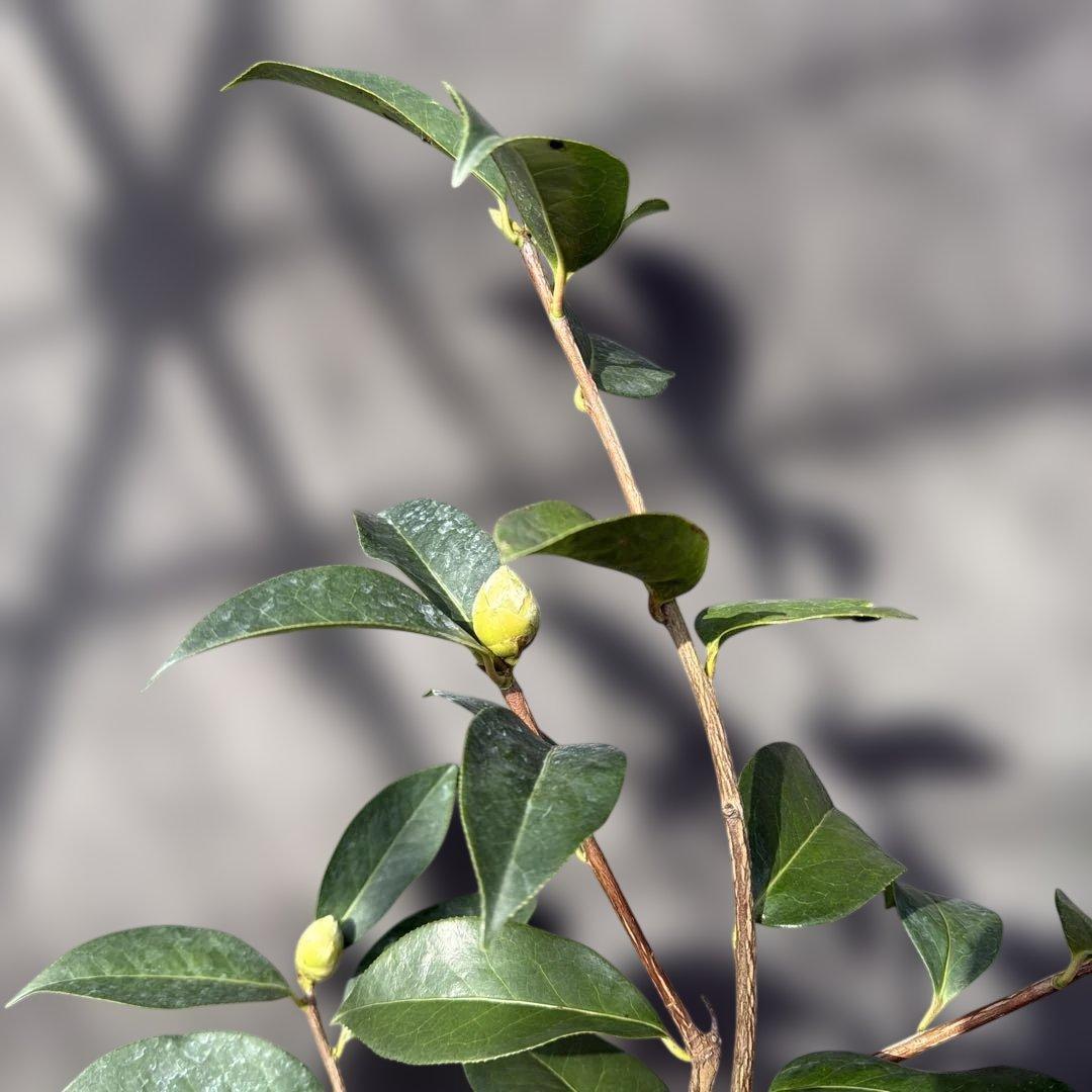 レディ　パーメラ(希少白唐ツバキ)