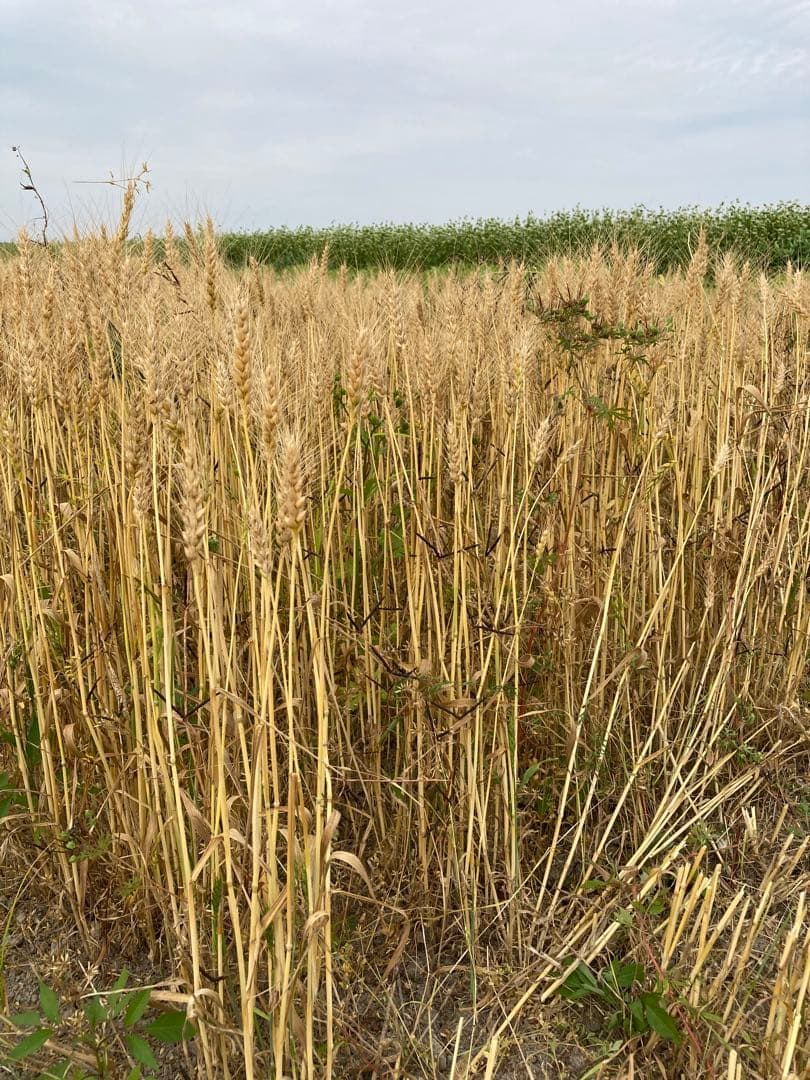 自然栽培小麦で作った挽きたて小麦粉 2kg シロガネコムギ
