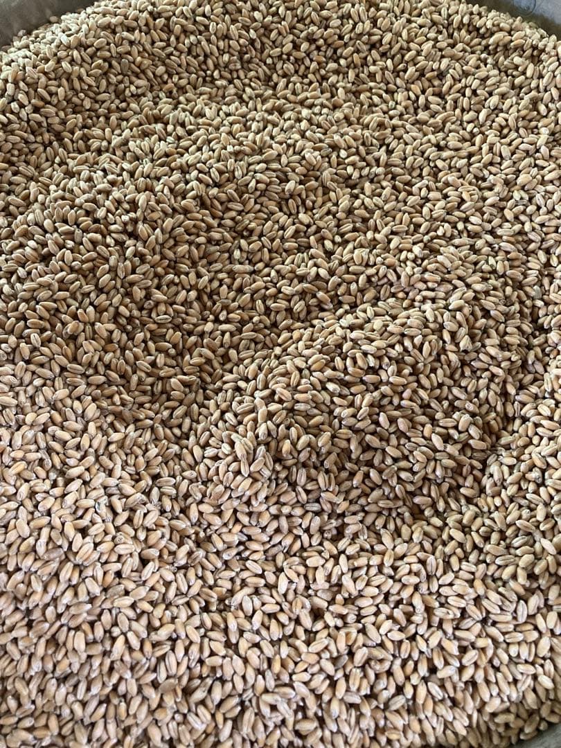 自然栽培小麦で作った挽きたて小麦粉 2kg シロガネコムギ