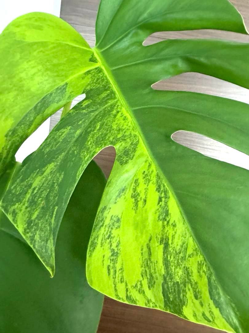 【超希少】モンステラ デリシオーサ イエローマリリン トップカット　黄斑入り